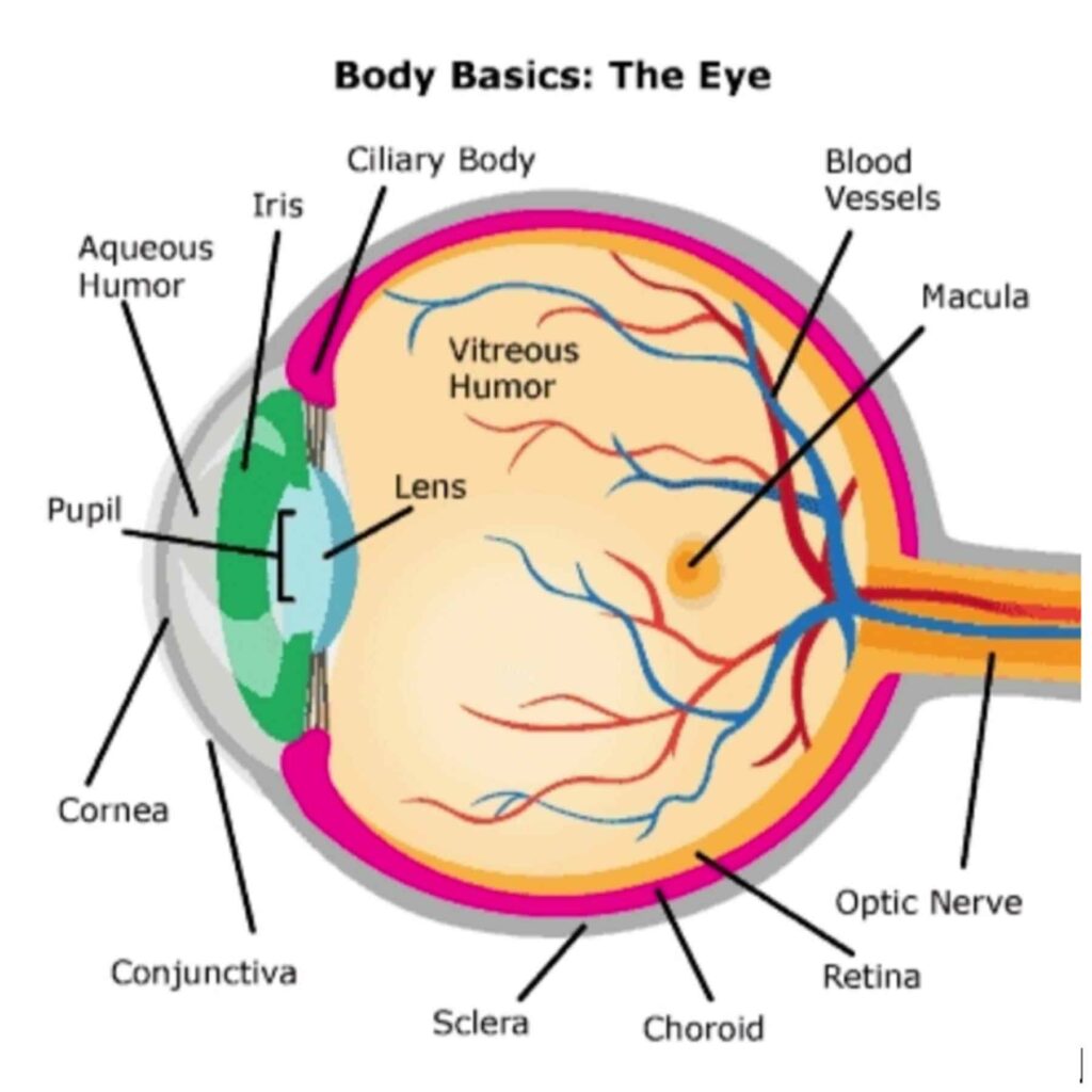 eye-update Diagram of the human eye showing labeled parts including the cornea, pupil, lens, retina, and optic nerve.
