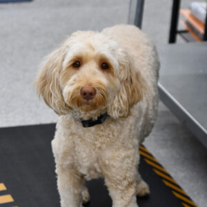 StartheDog_ChadwickOptical Star the Office dog at Chadwick Optical